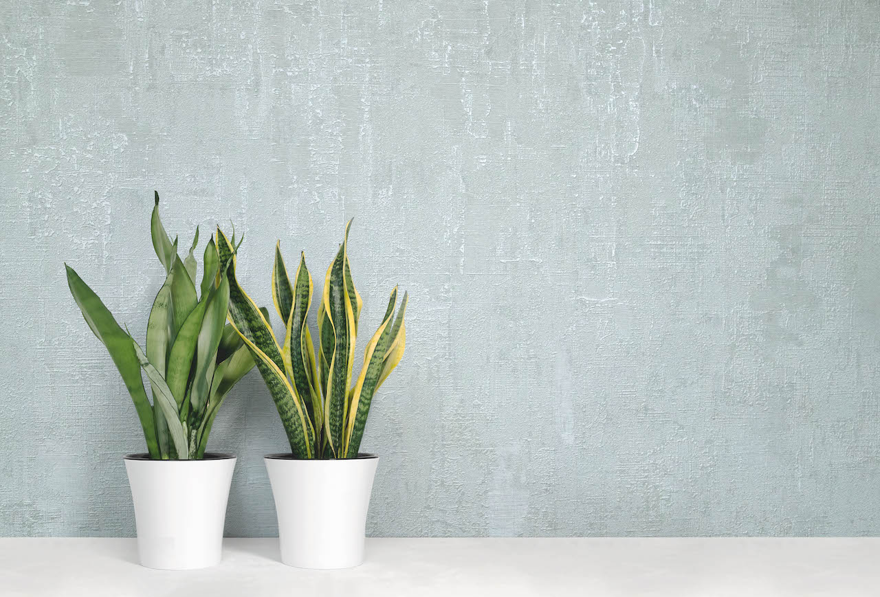 Обои GRANDECO R152003